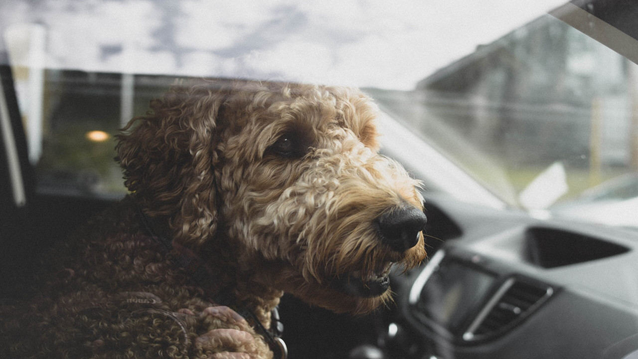 Jak usunąć sierść psa z samochodu?