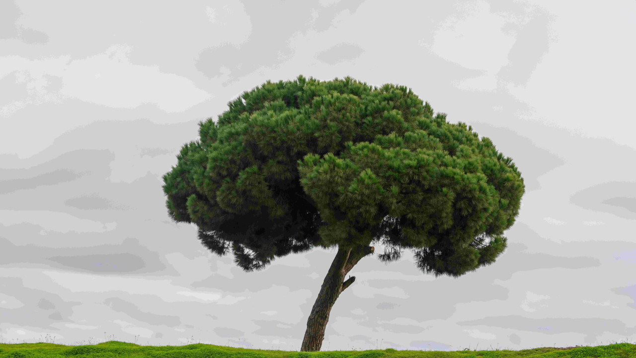 Ile drzew potrzeba na tonę pelletu? Sprawdź fakty i liczby!