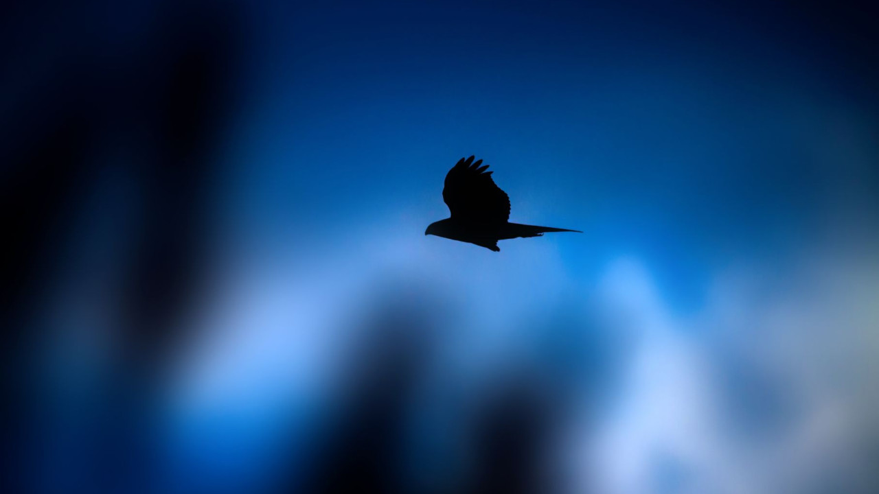 Ptak przynoszący dobre wiadomości: jego znaczenie w twoim miesiącu urodzenia