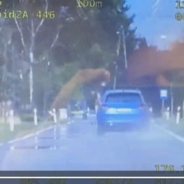 Ilustracja do artykułu: 172 km/h w terenie zabudowanym. Kierująca Skodą straciła prawo jazdy