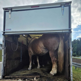 Ilustracja do artykułu: Trzy konie w dostawczaku o ładowności 460 kg. Sąd skazał trzech mężczyzn