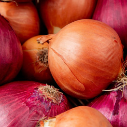 Cebula, która tworzy wiosenny lazurowy dywan w ogrodzie