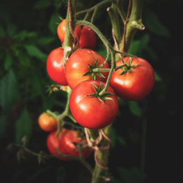Naturalny nawóz zapewnia wapń i fosfor dla bujnych pomidorów