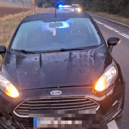 Ilustracja do artykułu: Jeleń po zderzeniu z Volkswagenem wpadł na Forda. Kolizja na DK42