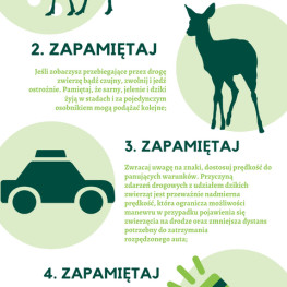 Ilustracja do artykułu: Dzikie zwierzęta częściej wychodzą na drogi. Policja przypomina, jak reagować