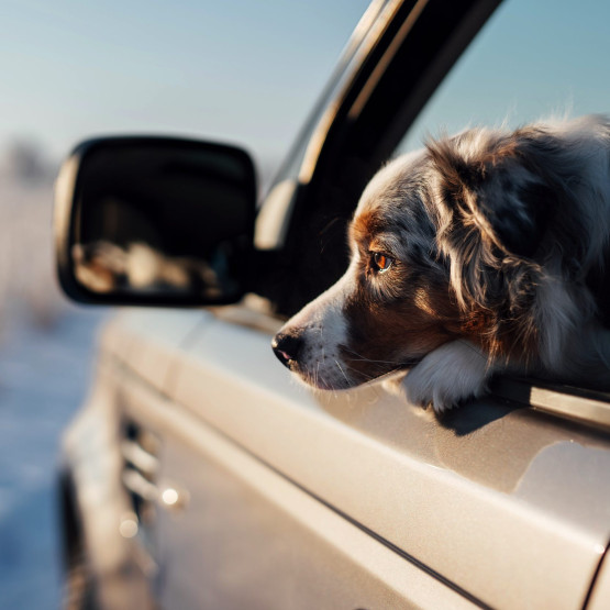 Pies wyglądający przez okno samochodu, ilustracja do artykułu